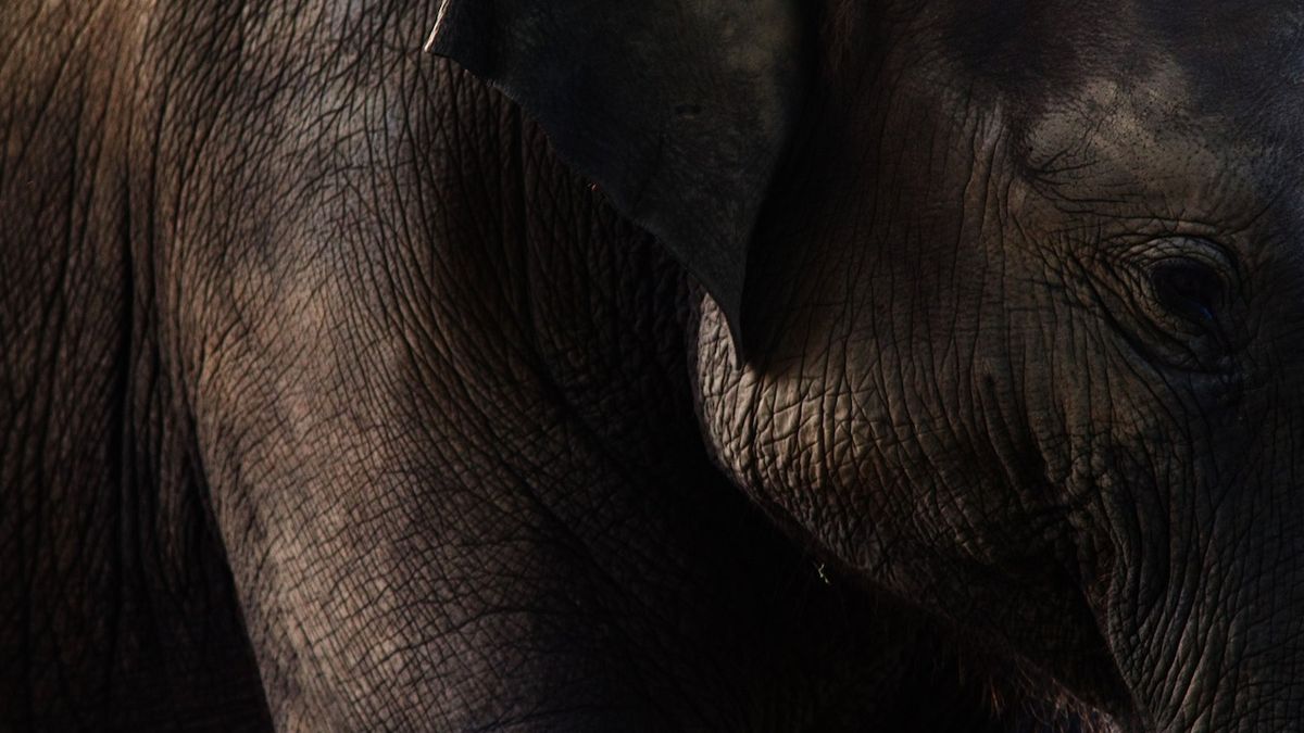 Slon s kly až na zem v 60 letech uhynul